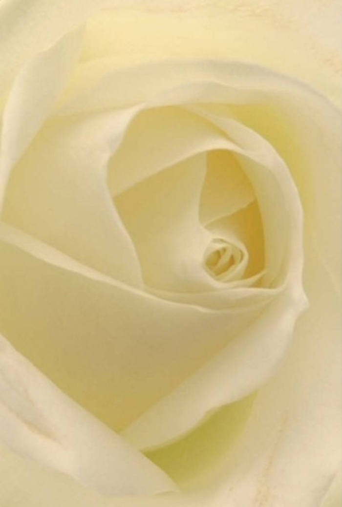 Seen up close, this classic white rose from Pimlico tells a story of serenity and refined beauty, each layer of petal unfolding in harmonious succession. The interplay of whites and creams reflects the soft, ever-changing light filtering in from nearby Eccleston Square, as if the flower itself glows from within. Its spiraled core is almost geometric in its perfection, symbolizing purity and gentle resilience. Each furled edge hints at tenderness, the surface cool and smooth, inviting a gentle caress. As an experienced local florist, I see in this bloom an ideal gift, suitable for apologies, declarations of love, or as a centrepiece at an elegant wedding along the Thames. Subtle shadows add allure and dimension, while the understated scent offers a quiet reassurance that transforms any Pimlico space into a haven of peace. The artistry here is not just in the rose's natural form, but in the intent behind every arrangement-crafted for those moments when words alone will not suffice.